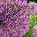 BotanicalGemsByJen