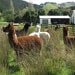 AlpacaBlankets