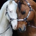 UniconSaddlery