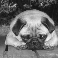 onelittlepug