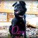 onyxsmom