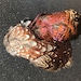 WildCraftsUK