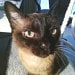 HipCats avatar