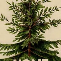 pinetreehome pinetreehome