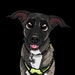 Buyer Avatar