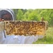 hiveandhoneyfarm