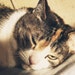 Sally avatar
