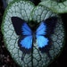 mothandmyth