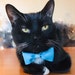Mo's Bows Design