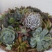 Succulent Cuttings