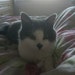 Buyer Avatar