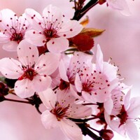 PamMarieCollections