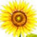 GoldenDaysGallery