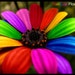 SunflowerPixie