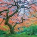 Aaron Reed