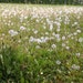 RosieDryad_image