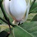 MagnoliazTree