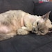 TheRelaxedCat