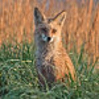 MattSchrierPhoto