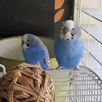BlueChickenVintage