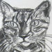 TimeTravel TabbyCat avatar