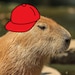 CapybaraSellsCaps