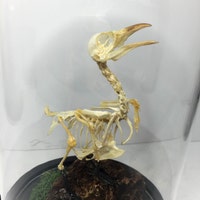 TaxidermyArt