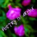 poetryinaroma