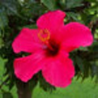 HibisKuss