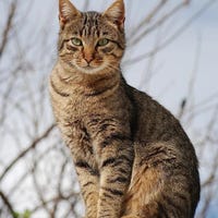 sauliusnarunas
