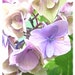 FrenchFadedHydrangea