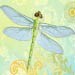 dragonflydesigns77