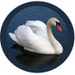 Claddagh Swan