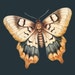 ThymeAndTalesPaperco