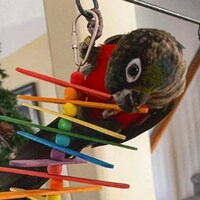 VultureCultures