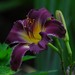 purplelilies