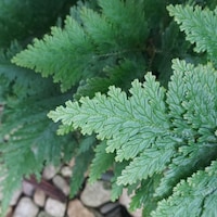 MelaleucaLane