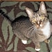 HungryCatCollectible