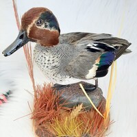 Birdtaxidermymounted