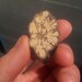 Tryptamine Treasures