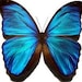 Buyer Avatar