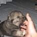 Buyer Avatar