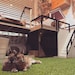 Cozyindoorcritters