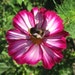 StitchinBlooms