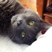 LisasMenagerie avatar