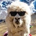 BabyAlpacaStore