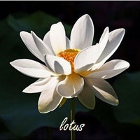 LotusTx