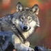 TheWildWolfDesigns