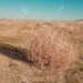 Tumbleweed avatar