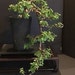 LivingPlantDesigns